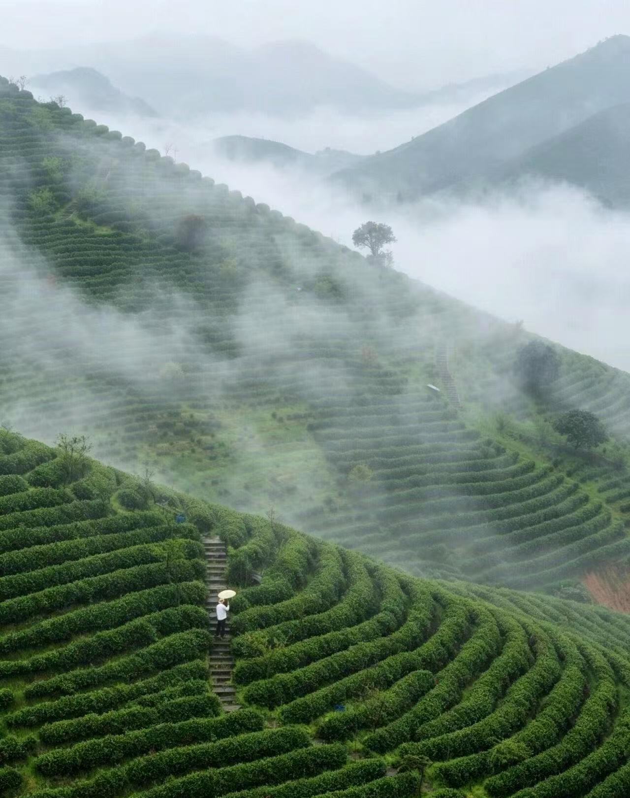 The Taste of Qingming: A Once-a-Year Tea from Youxi, Fujian